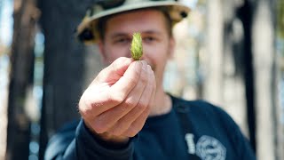 Become a CAL FIRE Forester [upl. by Suilienroc]