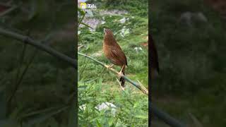 காதல் வந்தவுடன்  தூக்குனாகுருவி கூடு  Thookkanam Kuruvi Koodu  Weaver Bird [upl. by Artimas637]