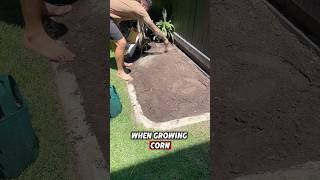 Prepare your bed BEFORE planting gardenbed gardening soil soilhealth microbe ferment garden [upl. by Shawna788]