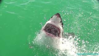 Great White Shark  Breaching [upl. by Silvers]