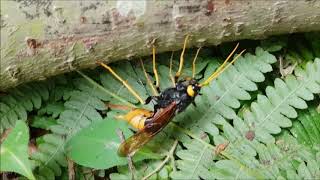 Giant Wood Wasp laying eggs [upl. by Acirre]