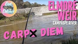 Catching Carp at Elmore Weir on the Campaspe River [upl. by Bibbie]