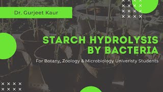 Starch Hydrolysis By Bacteria  Botany  Microbiology [upl. by Crifasi485]