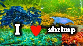 All My Shrimp Tanks  Millions of Shrimp  Do You Love Shrimp [upl. by Massey252]