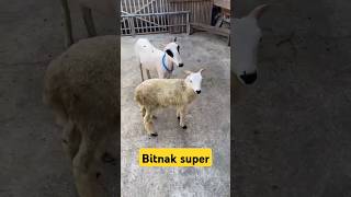 Bitnak super indukan ukuran B  anak 1 tunggal jantan usia 2 bulan [upl. by Nnylatsyrc]