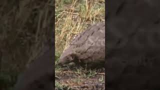 Why You Should Love Pangolins [upl. by Oilalue]