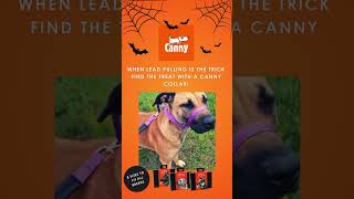 🎃 Dont let lead pulling trick you this Halloween 🎃 cannycollar dogtraining dogcollar [upl. by Rowney998]