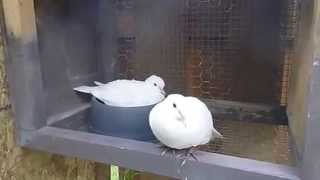 Breeding Ringneck Doves [upl. by Beaulieu]