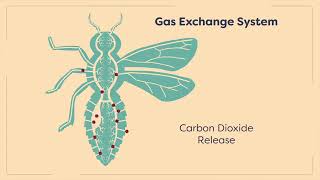 insects circulatory system  gas exchange  entomological hub  entomology  Module 0205 [upl. by Attenyl]