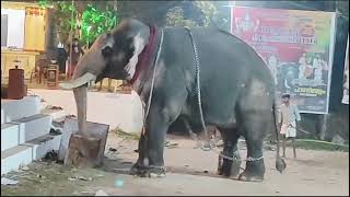 Elephant attackviyyur koyilandy 🐘kerala elephantattack youtube kozhikode temple koyilandi [upl. by Mellicent919]