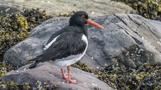 Birding Finland and Varanger 49 Ekkerøy 2 [upl. by Kunin]