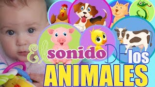 Sonidos de Animales para bebes 🐕 Aprende los Animales 🐕 En ESPAÑOL para bebés [upl. by Rabin]