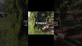 Clg tympss🙃 asmrsounds asmrvideo bts btsshorts [upl. by Thorlie772]