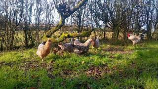 Swedish Flower Hens and Cockerel with spring bird song [upl. by Sink575]