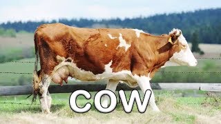 Fun Farm Animal Sounds  Learn About Animals for Children  Kids Learning Videos [upl. by Tuesday986]