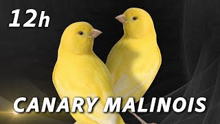 Belgian Malinois CANARY 12h Training Song [upl. by Ellinet]