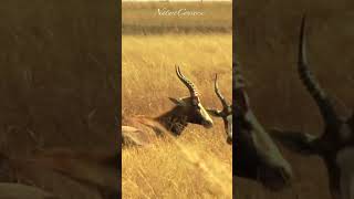 Beautiful Blesbok antelopes taking a break at midday animals wildlife shorts nature [upl. by Antonina]