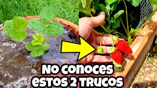 MILES de FRESAS en MACETA con estos CUIDADOS Cultivo de frutilla Sembrar y plantar Huerto urbano [upl. by Uhej293]