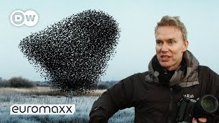 Photographers Søren Solkærs Incredibly Beautiful Starling Murmurations [upl. by Sapphire]