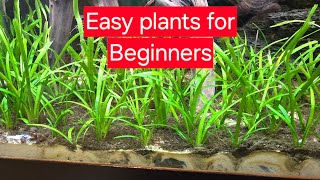 Easy plants for a fish tank fishtank aquarium plantedtank animals baby fish [upl. by Lorien970]