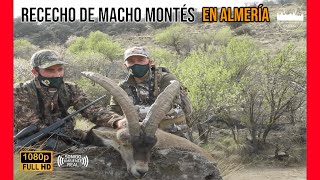 RECECHO DE MACHO MONTES EN ALMERIA [upl. by Merrie]