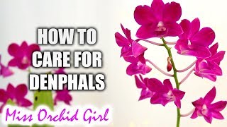 How to grow Dendrobium Phalaenopsis Orchids successfully  Complete care guide [upl. by Ainnet]