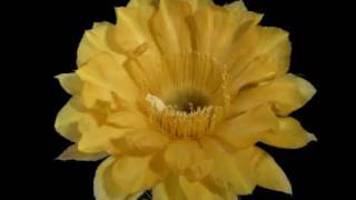 Echinopsis Charlemagne Time Lapse [upl. by Dirraj676]