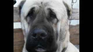 World Famous Kurdish Kangal Dog [upl. by Eniahpets]