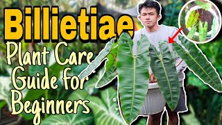 PAANO ANG TAMANG PAGAALAGA SA PHILODENDRON BILLIETIAE  Learn from my MISTAKES [upl. by Venator]