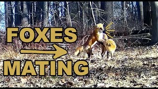 Trail Camera Foxes Mating [upl. by Garceau]