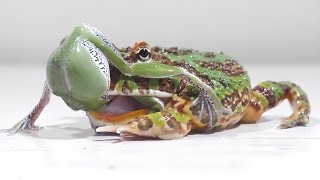 Frogs are acrobatically cannibalized [upl. by Nidnarb]