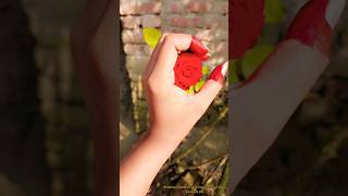 Red rose foryou trending viralvideo viralreels viralshorts viralshort rose redrose flowers [upl. by Hesky]