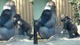 FearlessKintaro repeatedly messes with Dad from behind  Gorilla  Kyoto Zoo [upl. by Aihsoem]