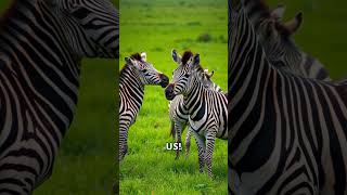 The Secrets Behind Zebra Stripes trending facts fascinatingwildlife animals wildlifewonders [upl. by Raymonds]