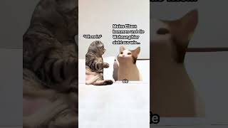 Katzen Memes  ihre Eltern kommen katzenmemes catmemes [upl. by Nivrag]