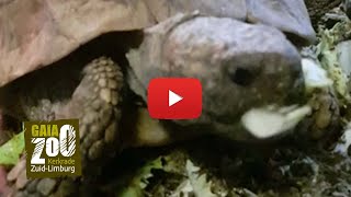 GaiaZOO VideoUpdate de Griekse landschildpadden worden gevoerd [upl. by Nilac]