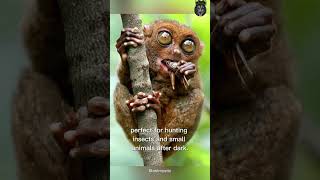 Meet The Tarsier [upl. by Viki827]