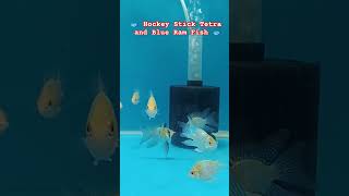 My Hockey Stick Tetra Fish Blue RamFish [upl. by Bolger]