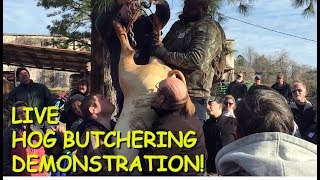 Annual Hog Butchering Demonstration at the Old South Farm Museum [upl. by Gene]