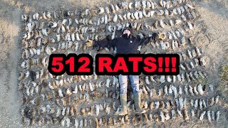 512 Rats in ONE Shed [upl. by Atima647]