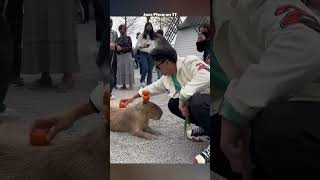 Do Crocodiles Loves Capybaras shorts fact [upl. by Carena]