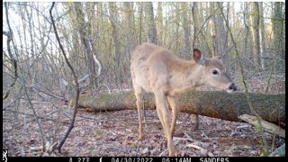 Barrett Street Marsh — 90 Seconds Shows Importance of the Marsh April 20 – May 5 2022 [upl. by Milissent]