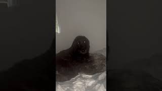 Dog sings along to harmonica shorts short dog music musicvideo [upl. by Okime]