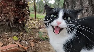 Tuxedo cat who missed me so much started meowing loudly when she saw me [upl. by Ardell]