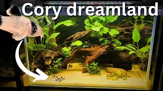 Perfect Beginner Cory Tank Anubias only build for Panda Corydoras [upl. by Zaragoza]