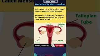 What is Ovulation and Menstruation shorts [upl. by Infeld138]