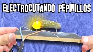 🔴 Como Electrocutar Pepinillos con 220 Voltios  Experimentos Caseros  LlegaExperimentos [upl. by Duma838]