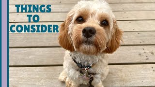 4 REAL Reasons NOT to Get a Cavapoo  What You Need to Know [upl. by Sadnac568]