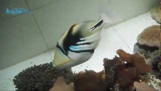 Picasso triggerfish Rhinecanthus aculeatus  AquaFishVietcom [upl. by Luanne387]