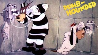 DumbHounded 1943 MGM Cartoon Short Film  First Droopy Dog Film [upl. by Rajewski]